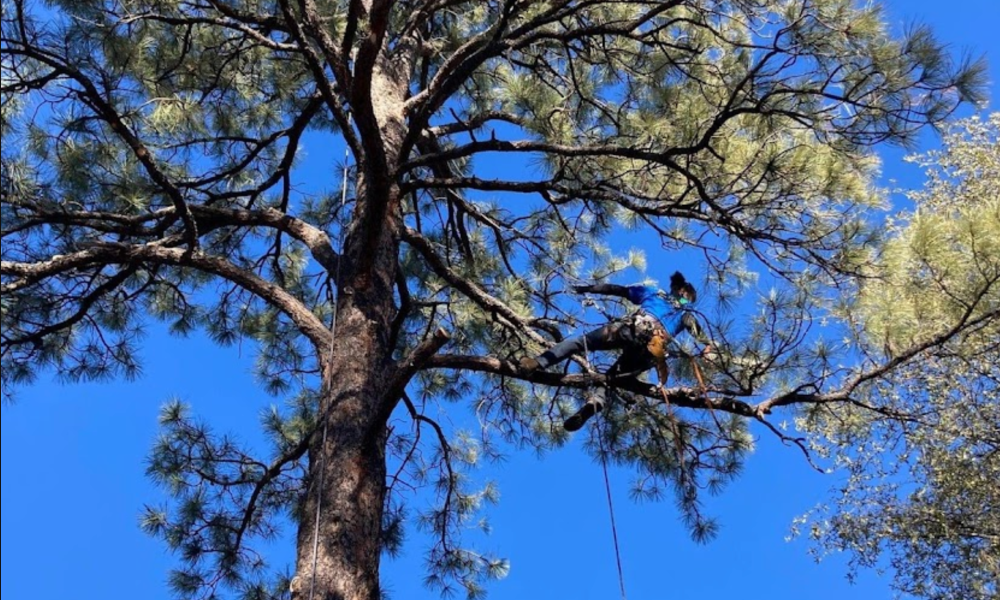 Bear Trees & Firewise