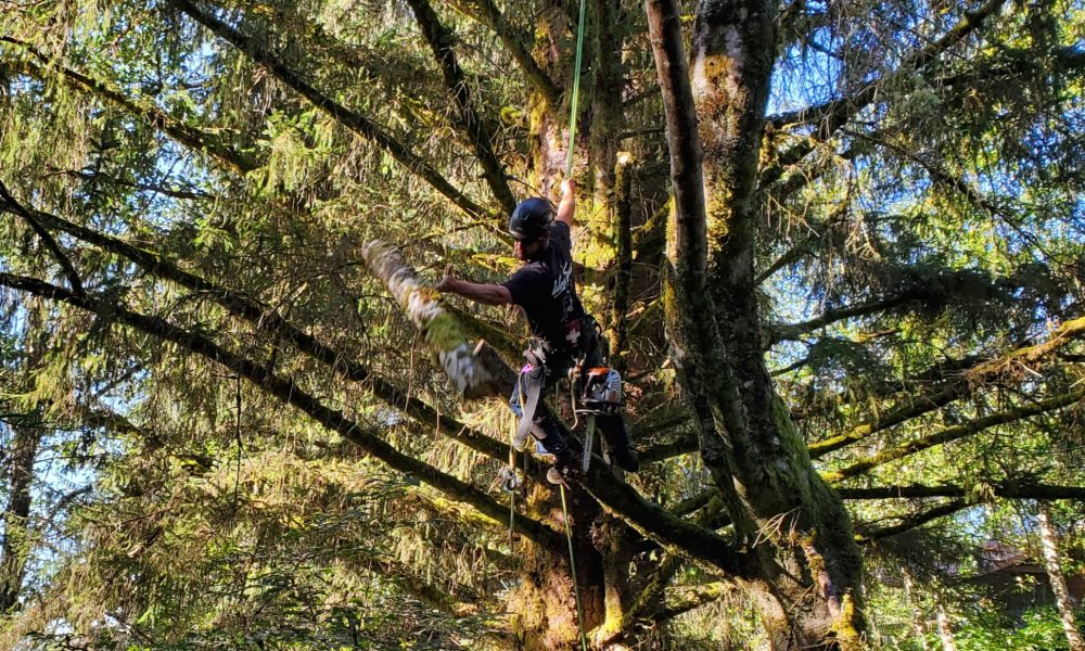 Climate City Tree Care