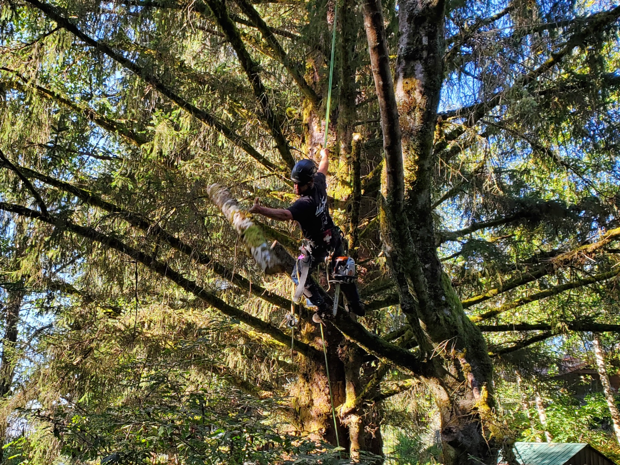 Climate City Tree Care