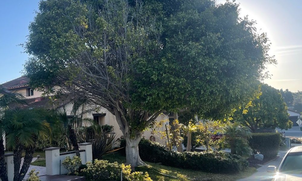 Tree Service San Diego