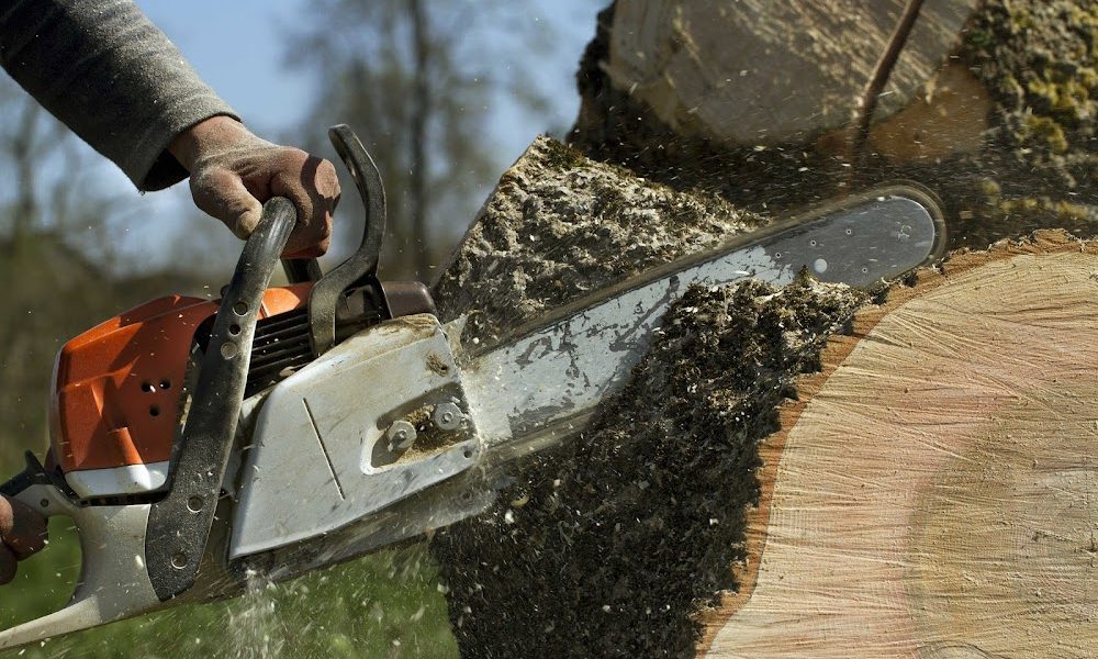 Urban Tree Service San Diego