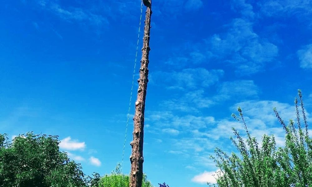 Arborsmith Tree Professionals, LLC