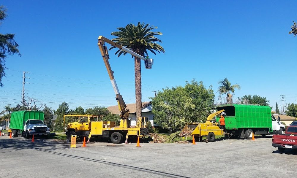 Discount Tree Care Arborist, Inc.