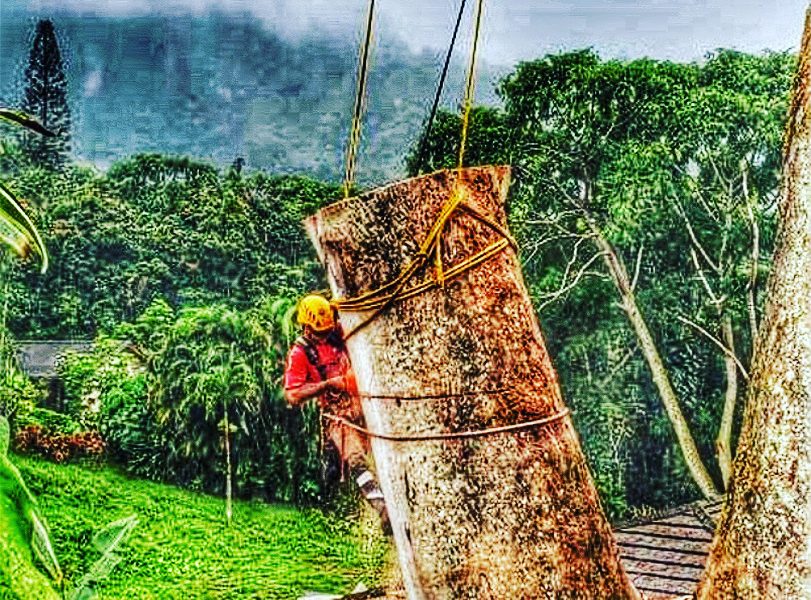 Donahue Arborists