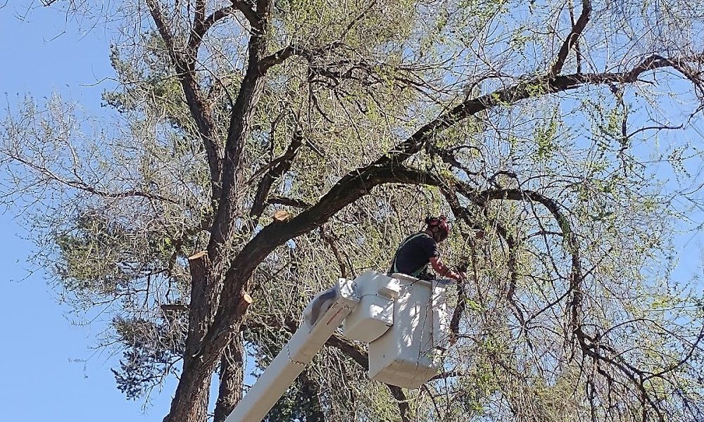 Eric’s Tree Services LLC