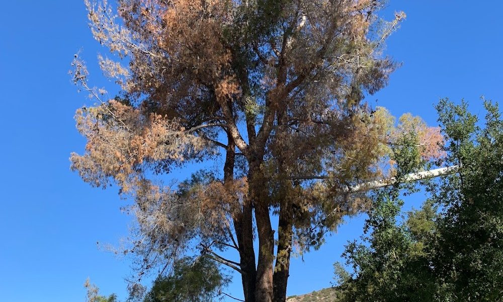 Estates Tree Service