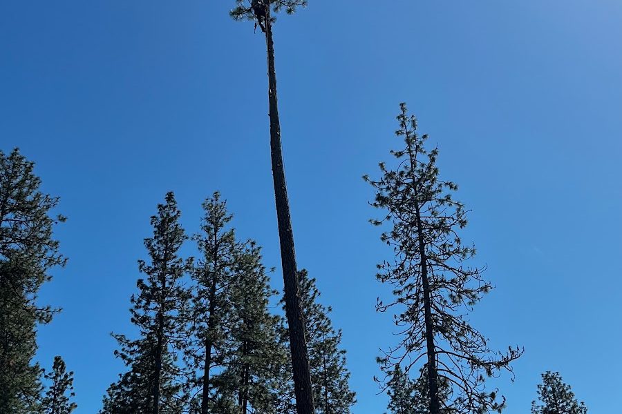 Gonzalez Tree Service LLC – For All Your Tree Care Needs