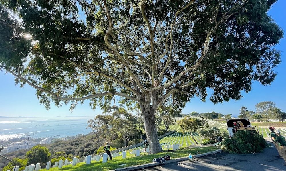 LC Tree Service