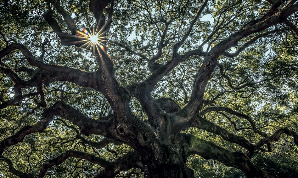 Neck of the Woods Tree Service