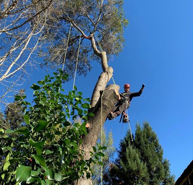 Ned Patchett Tree Care & Consulting