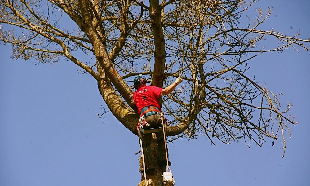 Northwest Tree Services