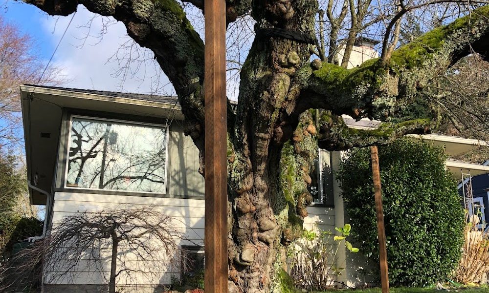Out On A Limb Tree Co LLC
