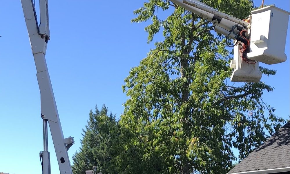 Rogue Tree Service