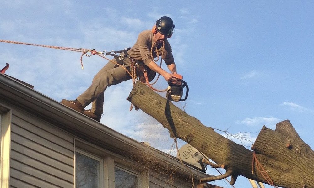 Salamander Tree Service, LLC