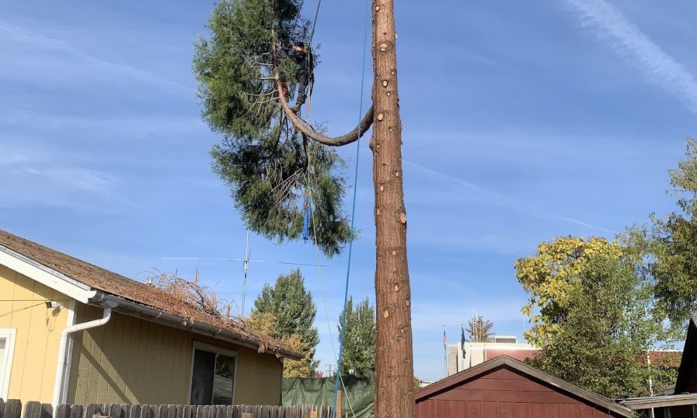 Table Rock Tree Care LLC.