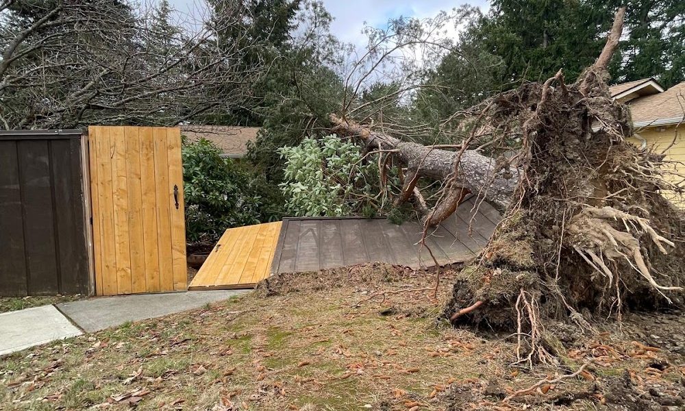 The New Northern Tree Services, LLC