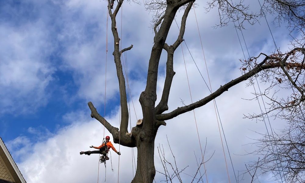 Tree People Tree Care