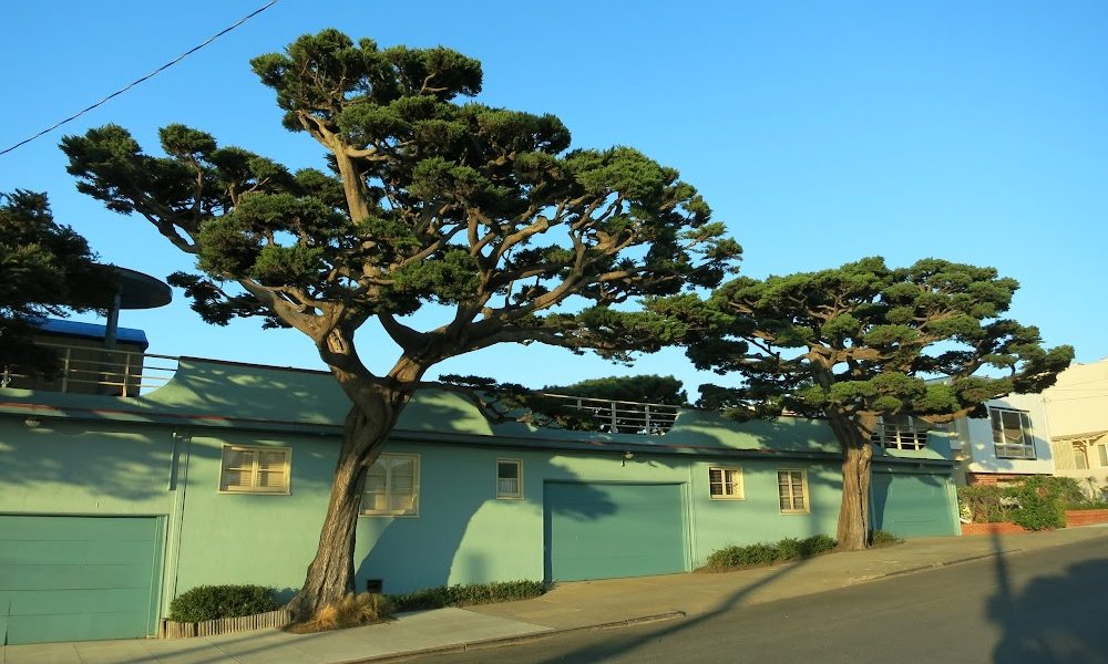 Trees Company