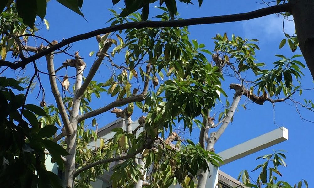 Trees of Hawaii Inc