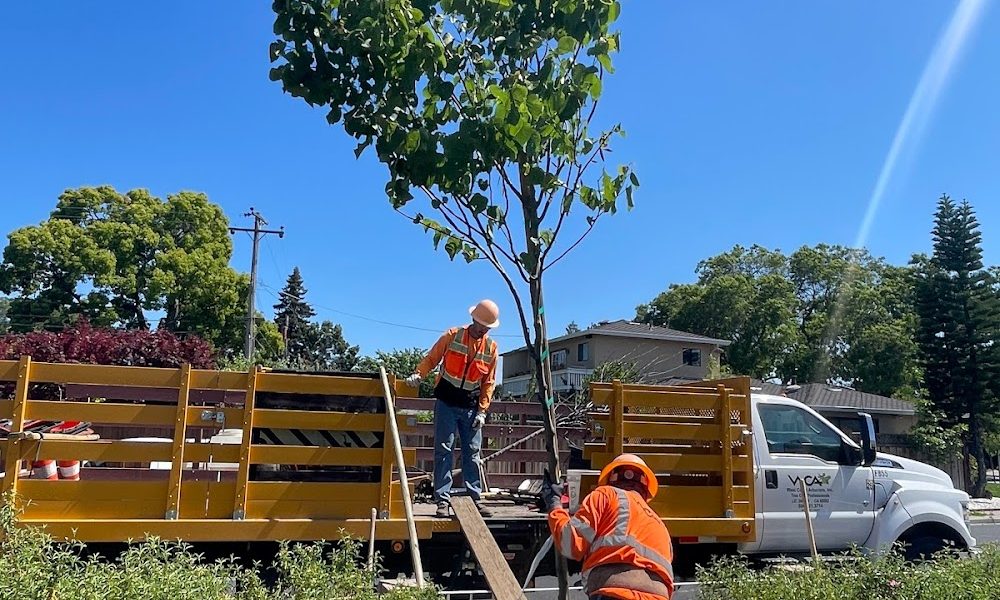 West Coast Arborists