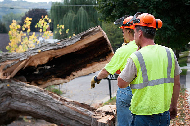 Beyond Trimming: What Constitutes Expert Tree Service - ArboristHQ