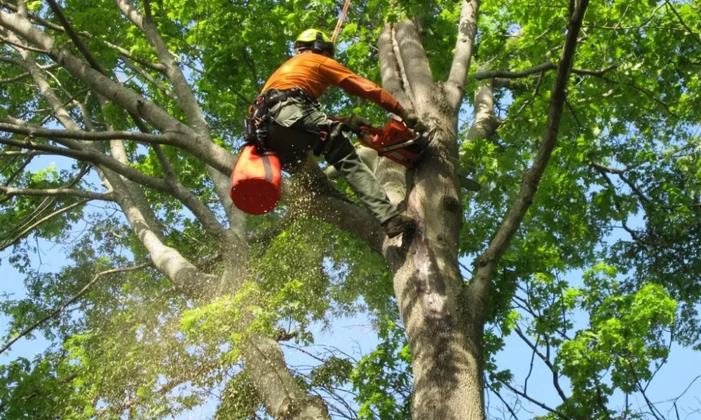 Murrieta Tree Service