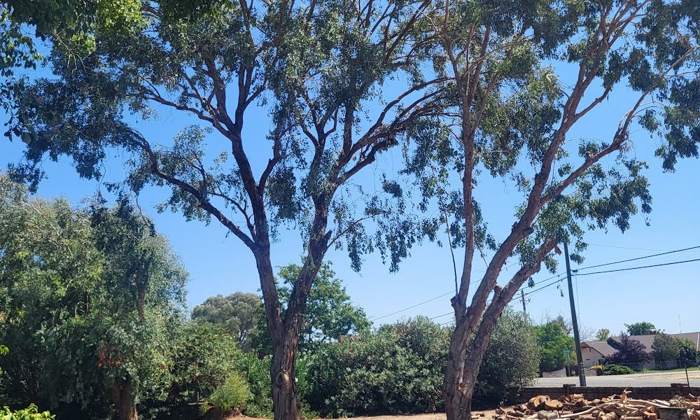 D Pro Tree Service