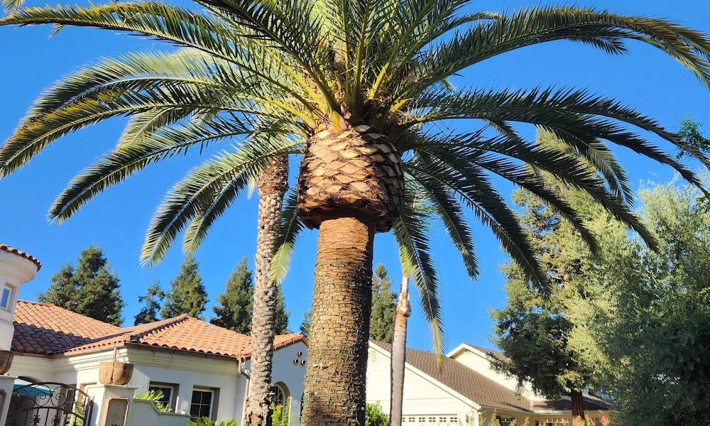Gonzalez Pro Tree Service