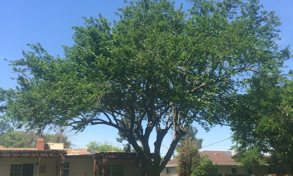Lopez Tree Service