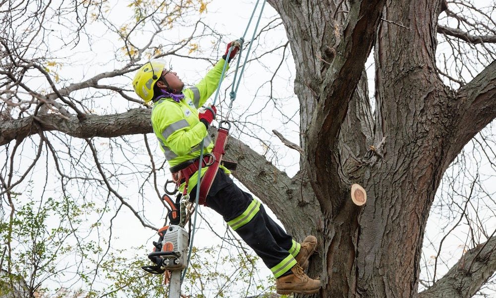 Precise Tree Care