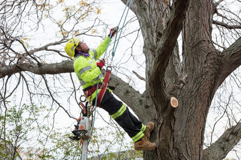 Precise Tree Care