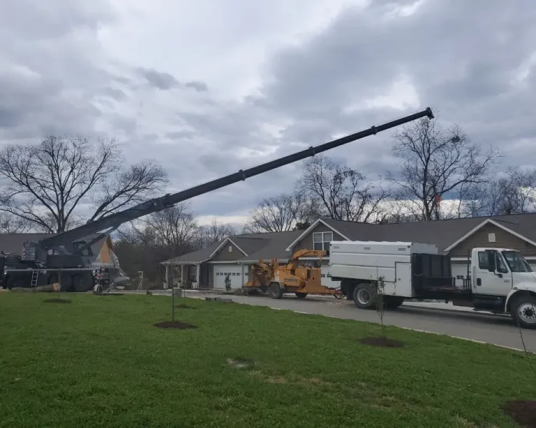 Whites Tree Services