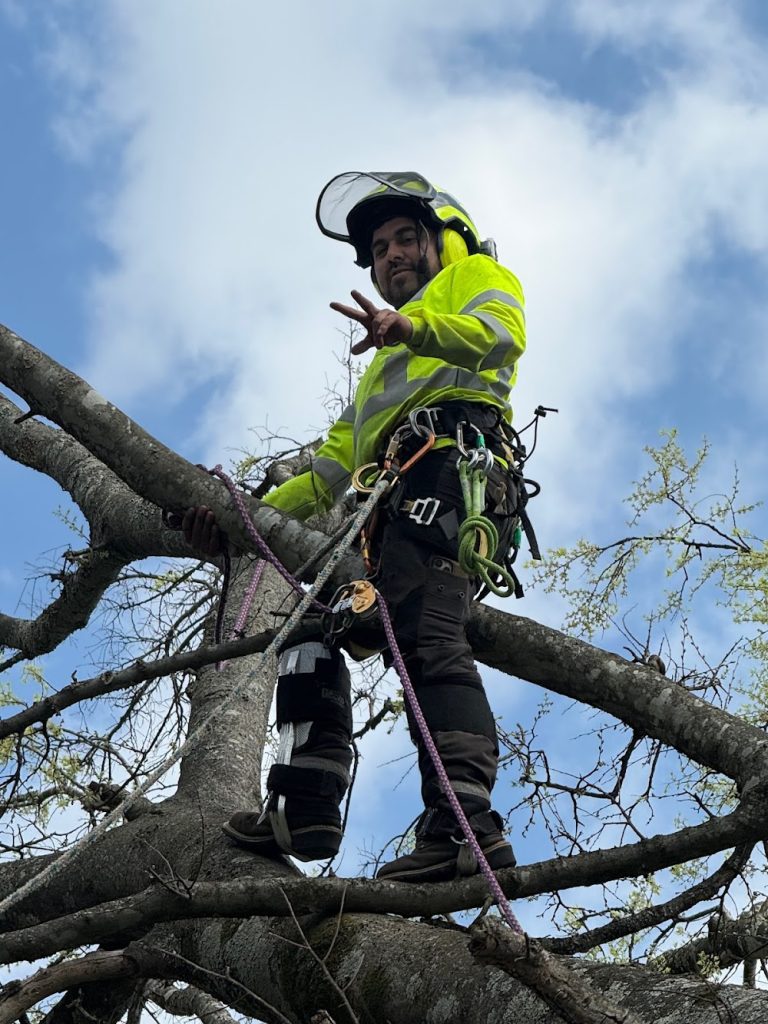 Tree Timber Services