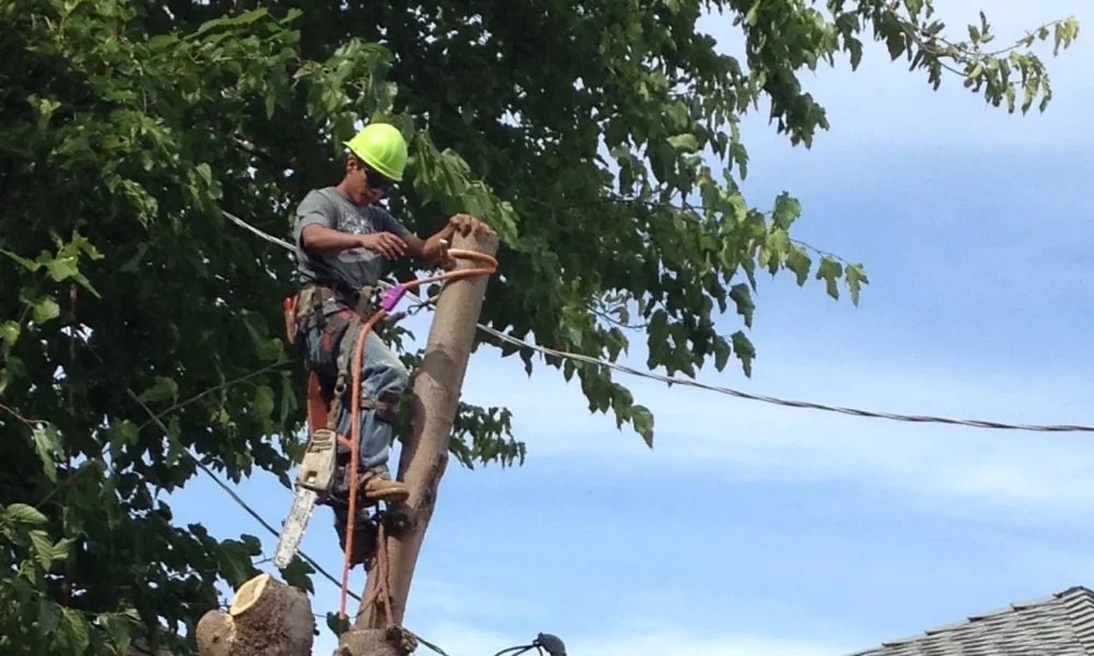 Brooks Tree Care