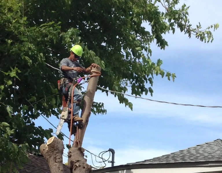 Brooks Tree Care