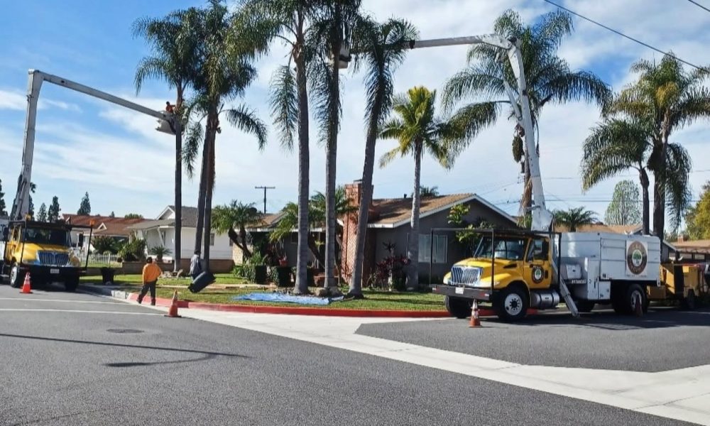 C&A Tree Care Services Inc