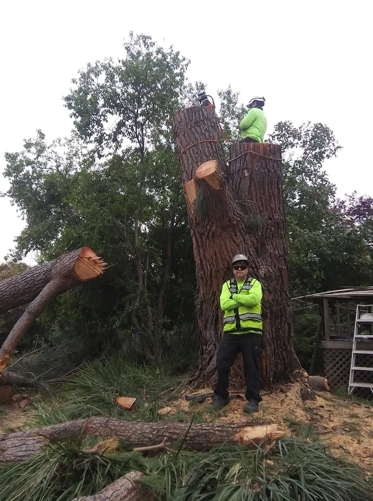 Jaeger’s Tree Service