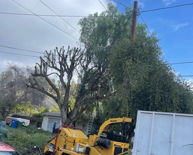Rodriguez Tree Service