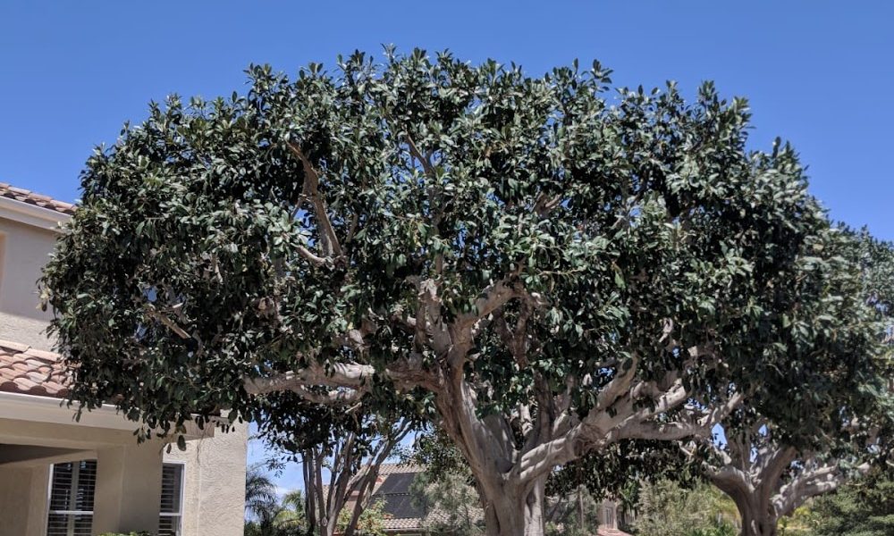 A.G.M. Tree Care