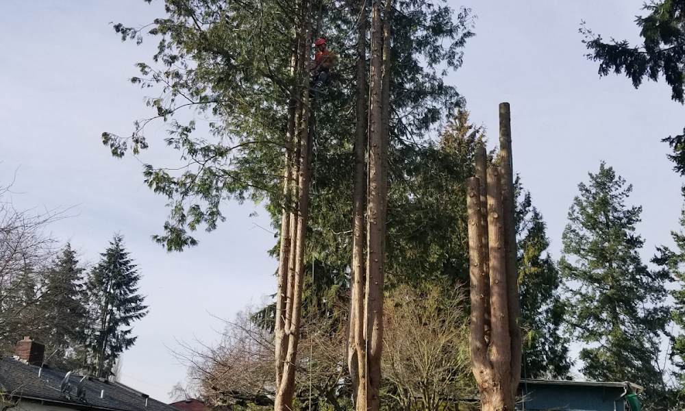 Ablaze Tree Pros LLC