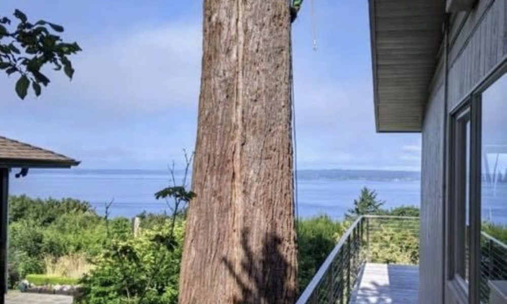 AJ’s Tree Experts, LLC