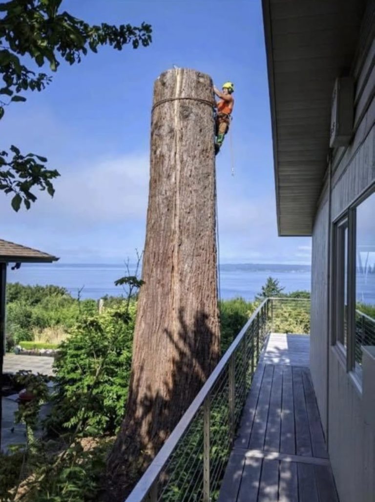 AJ’s Tree Experts, LLC