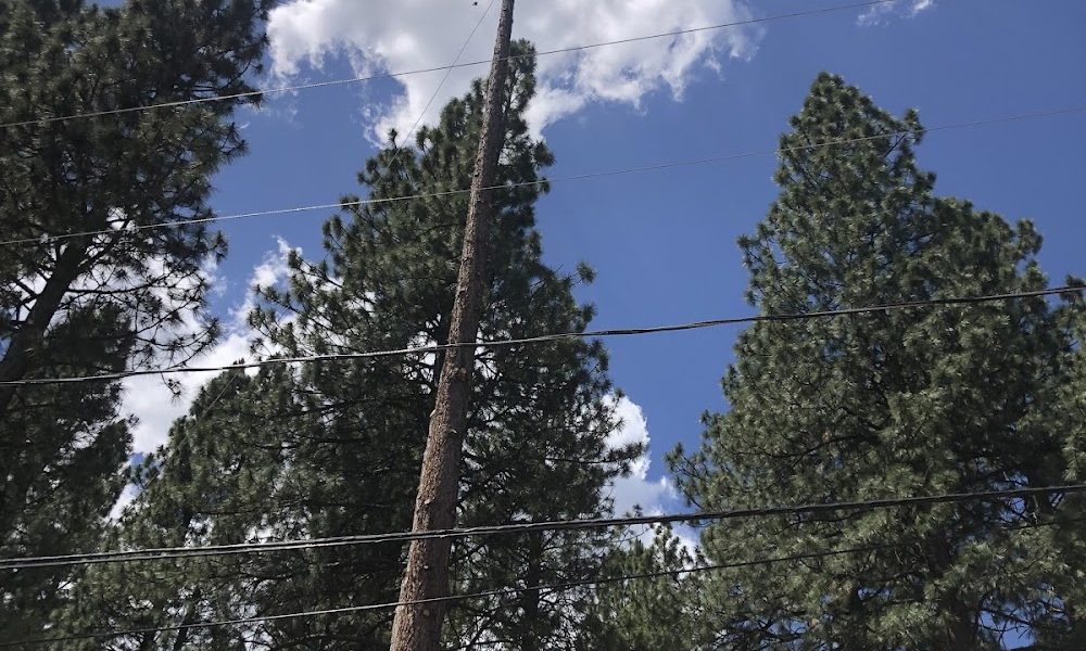 Alpen Tree Experts