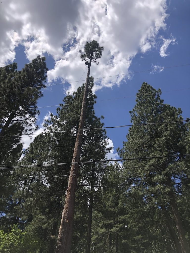 Alpen Tree Experts