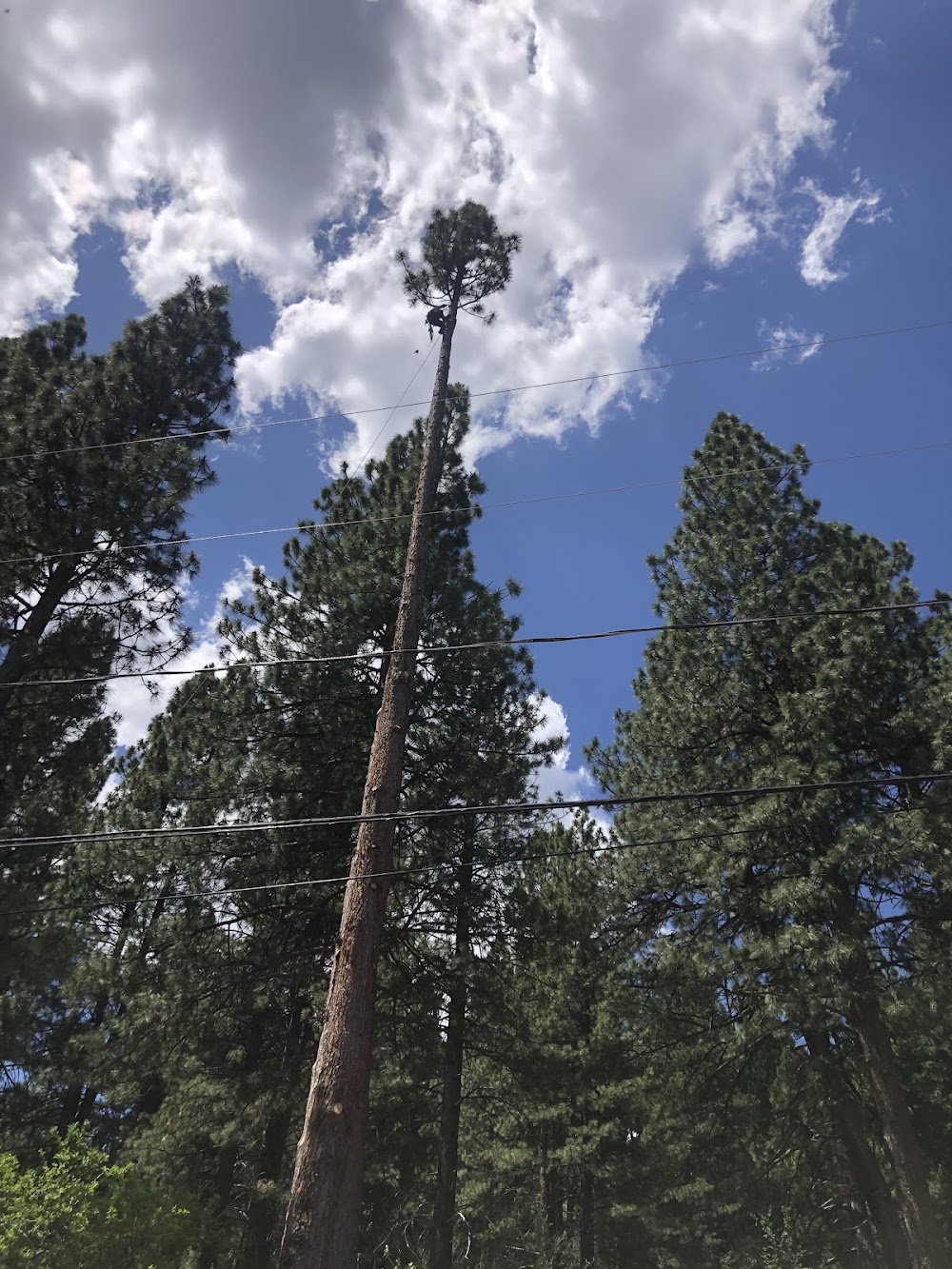 Alpen Tree Experts