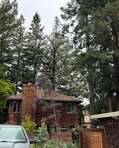 Dsoto Tree Service