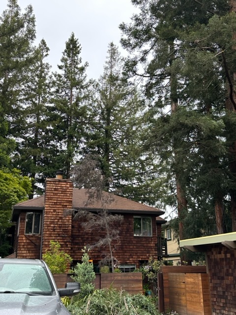 Dsoto Tree Service