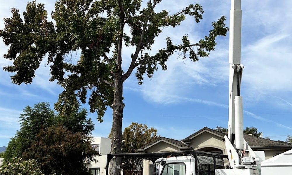 Emerald View Tree Service