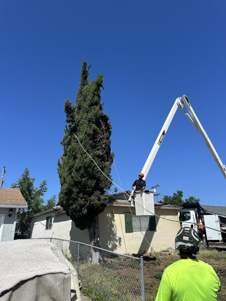 EZ TREE INC