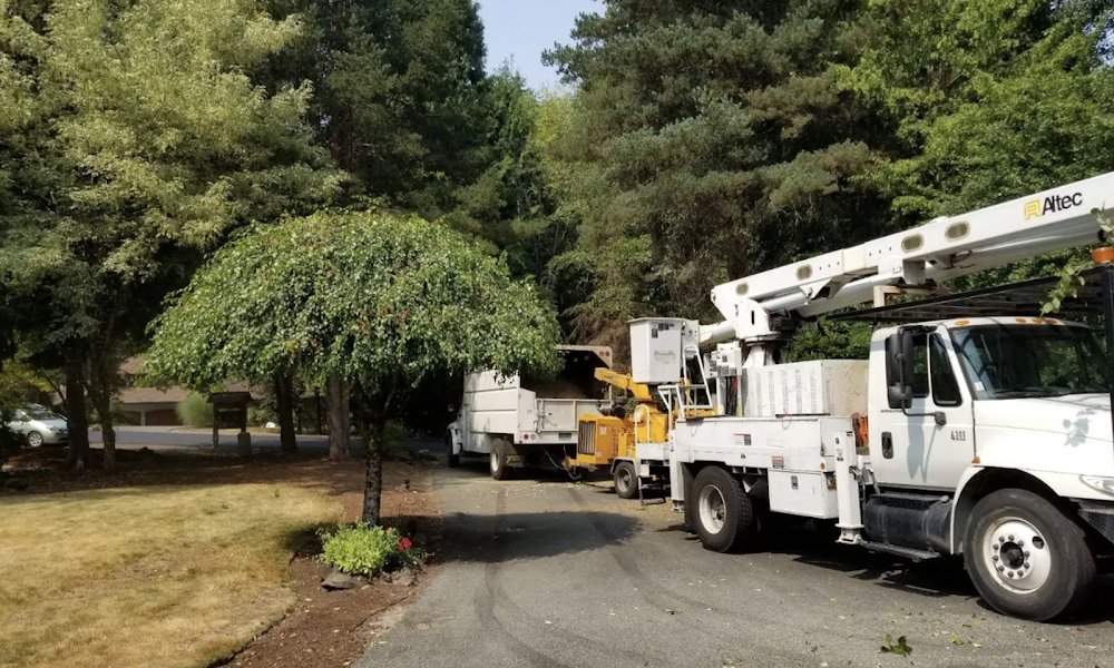 High Quality Tree Service